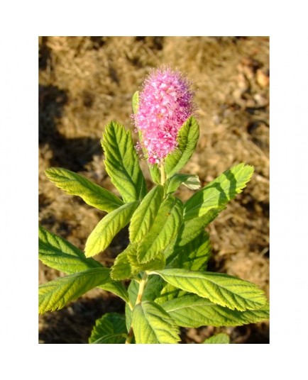 Spiraea tomentosa - spirée tomenteuse, thé du Canada