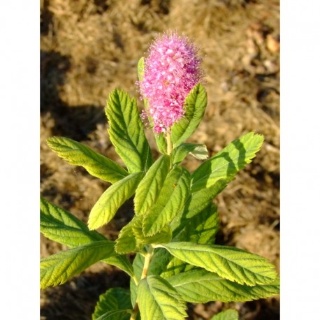 Spiraea tomentosa - spirée tomenteuse, thé du Canada