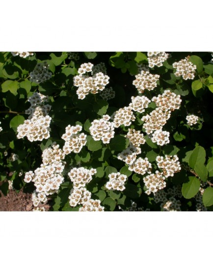 Spiraea trichocarpa - Spirée coréenne