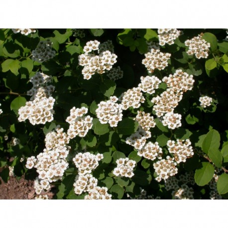 Spiraea trichocarpa - Spirée coréenne