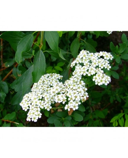 Spiraea uratensis - spirées