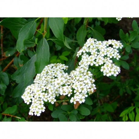 Spiraea uratensis - spirées