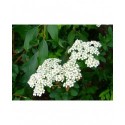 Spiraea uratensis - spirées