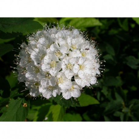 Spiraea ussuriensis - Spirée de l"Ussur