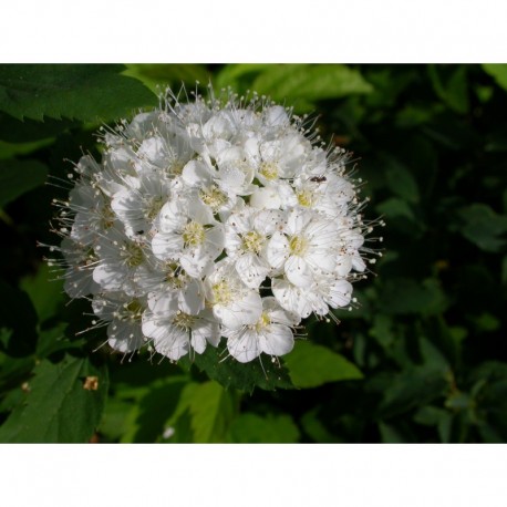 Spiraea ussuriensis - Spirée de l'Ussur