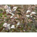 Spiraea vanhouttei x -spirées de Van Houtte