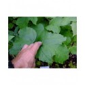 Viburnum acerifolium - Viorne à feuille d'érable