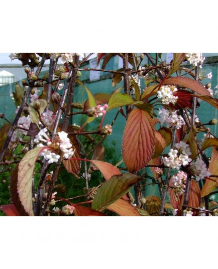 Viburnum bodnantense x 'Charles Lamont' - Viorne