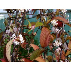 Viburnum bodnantense x 'Charles Lamont' - Viorne