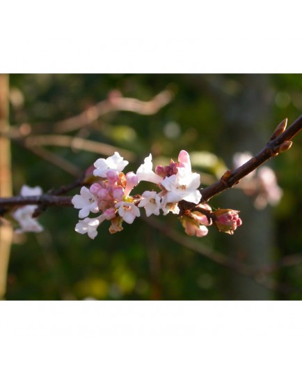 Viburnum bodnantense x 'Dawn' - Viorne de Bodnant