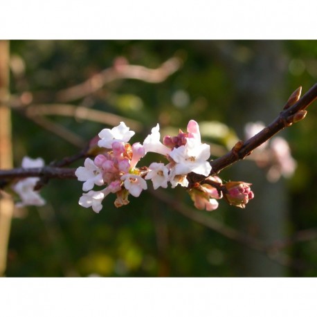 Viburnum bodnantense x 'Dawn' - Viorne de Bodnant