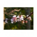 Viburnum bodnantense x 'Dawn' - Viorne de Bodnant