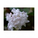 Viburnum bodnantense x 'Dawn' - Viorne de Bodnant