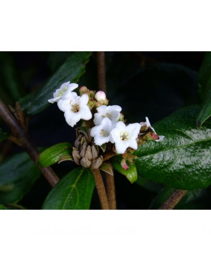 Viburnum burkwoodii x - viornes,