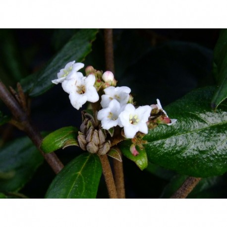 Viburnum burkwoodii x - viornes,