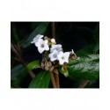 Viburnum burkwoodii x - viornes,