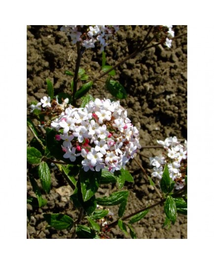 Viburnum burkwoodii x 'Mohawk' - viorne de burkwood