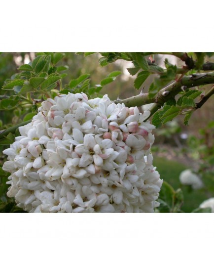 Viburnum carlcephalum x - Viorne