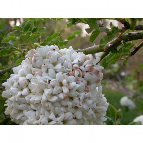 Viburnum carlcephalum x - Viorne