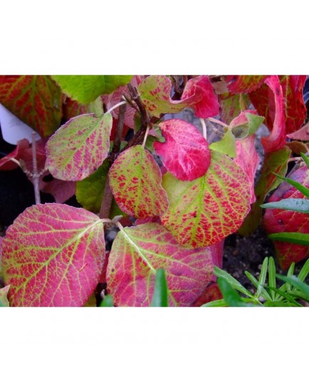 Viburnum carlesii 'Aurora' - Viorne