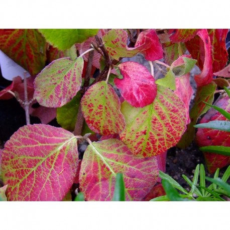 Viburnum carlesii 'Aurora' - Viorne