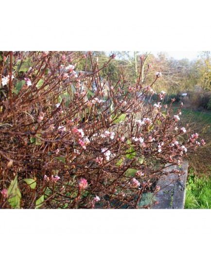 Viburnum farreri 'Nanum' - Viorne parfumée naine