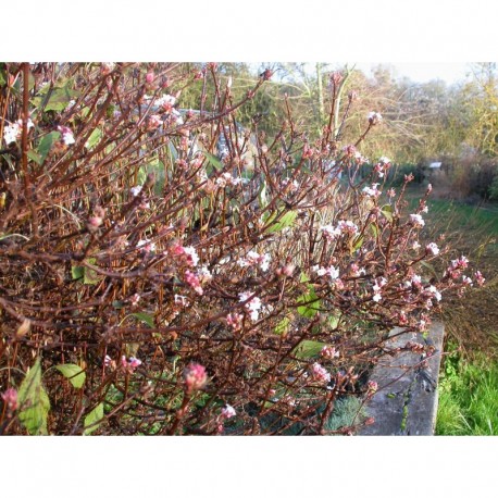 Viburnum farreri 'Nanum' - Viorne parfumée naine