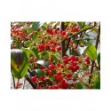 Viburnum hillieri x 'Winton' - viornes,