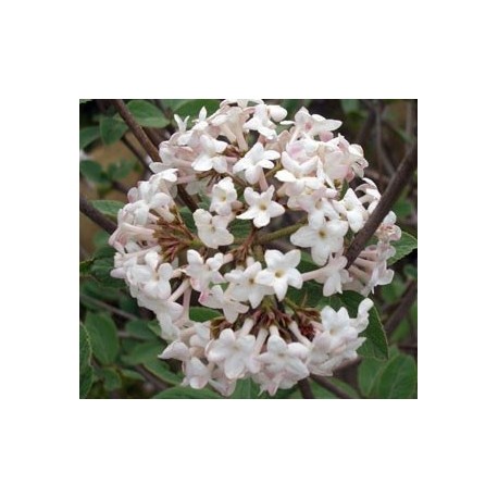 Viburnum juddii x - Viorne