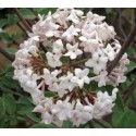 Viburnum juddii x - Viorne