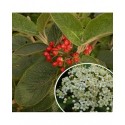 Viburnum lantana - viornes manciennes