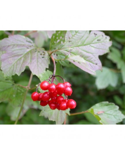 Viburnum opulus - viorne obier