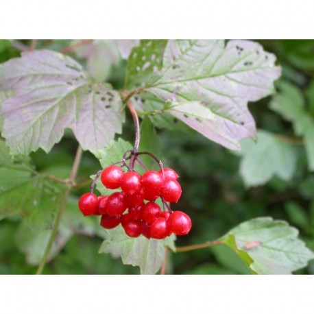 Viburnum opulus - viorne obier