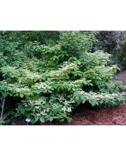 Viburnum plicatum 'Cascade' - Viorne du japon, viorne à plateaux