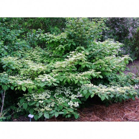 Viburnum plicatum 'Cascade' - Viorne du japon, viorne à plateaux