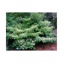 Viburnum plicatum 'Cascade' - Viorne du japon, viorne à plateaux