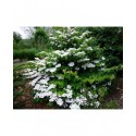 Viburnum plicatum 'Cascade' - Viorne du japon, viorne à plateaux