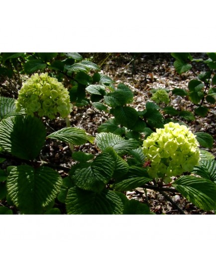 Viburnum plicatum 'Grandiflorum' -Viorne du japon, viorne à plateaux