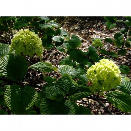 Viburnum plicatum 'Grandiflorum' -Viorne du japon, viorne à plateaux