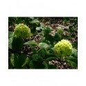 Viburnum plicatum 'Grandiflorum' -Viorne du japon, viorne à plateaux