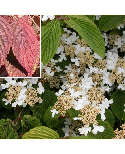 Viburnum plicatum 'Lanarth' -Viorne du japon, viorne à plateaux