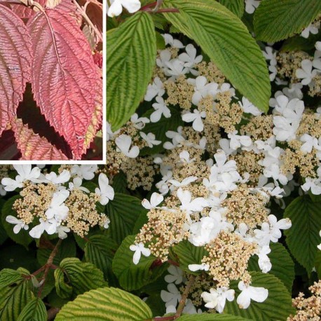 Viburnum plicatum 'Lanarth' -Viorne du japon, viorne à plateaux