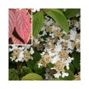 Viburnum plicatum 'Lanarth' -Viorne du japon, viorne à plateaux