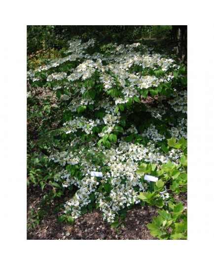 Viburnum plicatum 'Mariesi' - Viorne du japon, viorne à plateaux