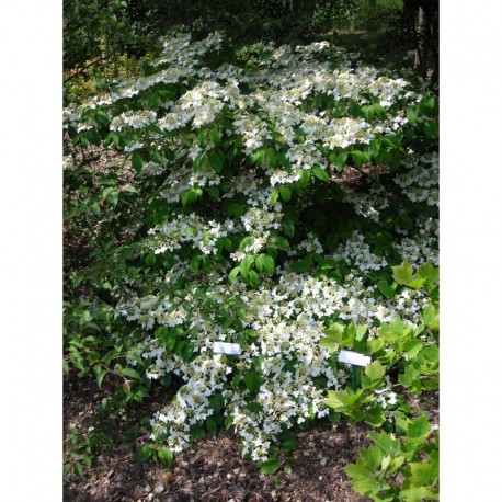 Viburnum plicatum 'Mariesi' - Viorne du japon, viorne à plateaux