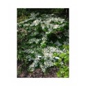 Viburnum plicatum 'Mariesi' - Viorne du japon, viorne à plateaux