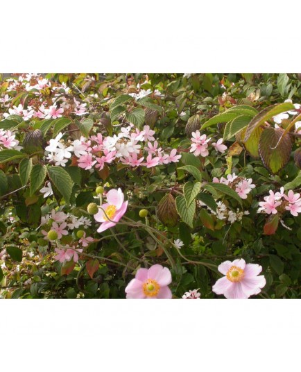 Viburnum plicatum 'Pink Beauty' - Viorne du japon, viorne à plateaux