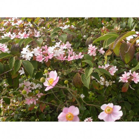 Viburnum plicatum 'Pink Beauty' - Viorne du japon, viorne à plateaux