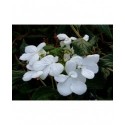 Viburnum plicatum 'Watanabe' - Viorne du japon, viorne à plateaux