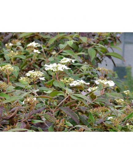 Viburnum plicatum f. tomentosum -Viorne du japon, viorne à plateaux